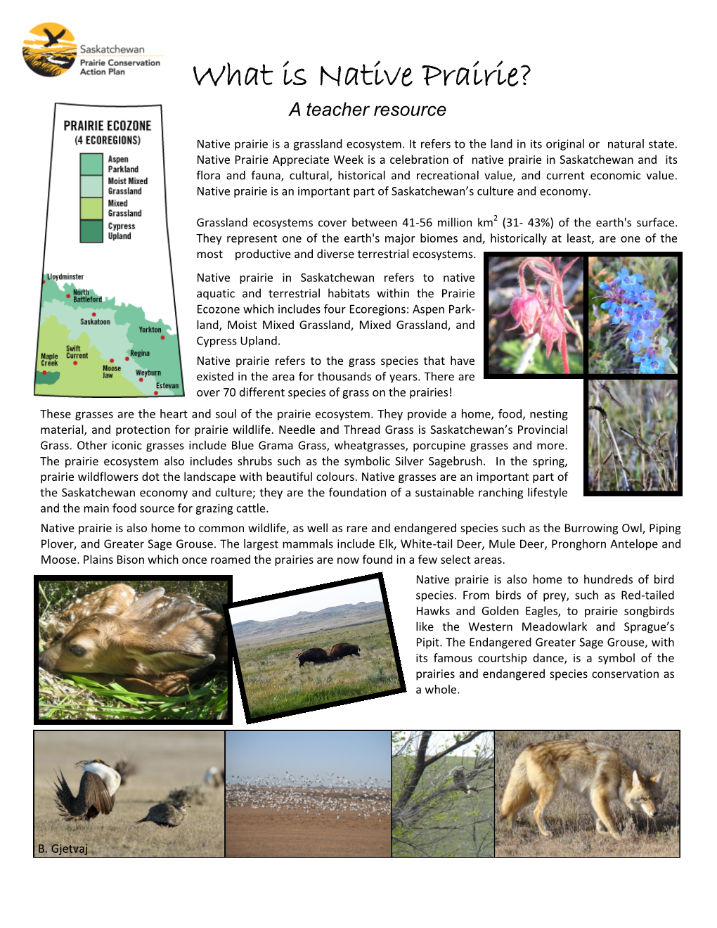 What Is Native Prairie? a Teacher Resource