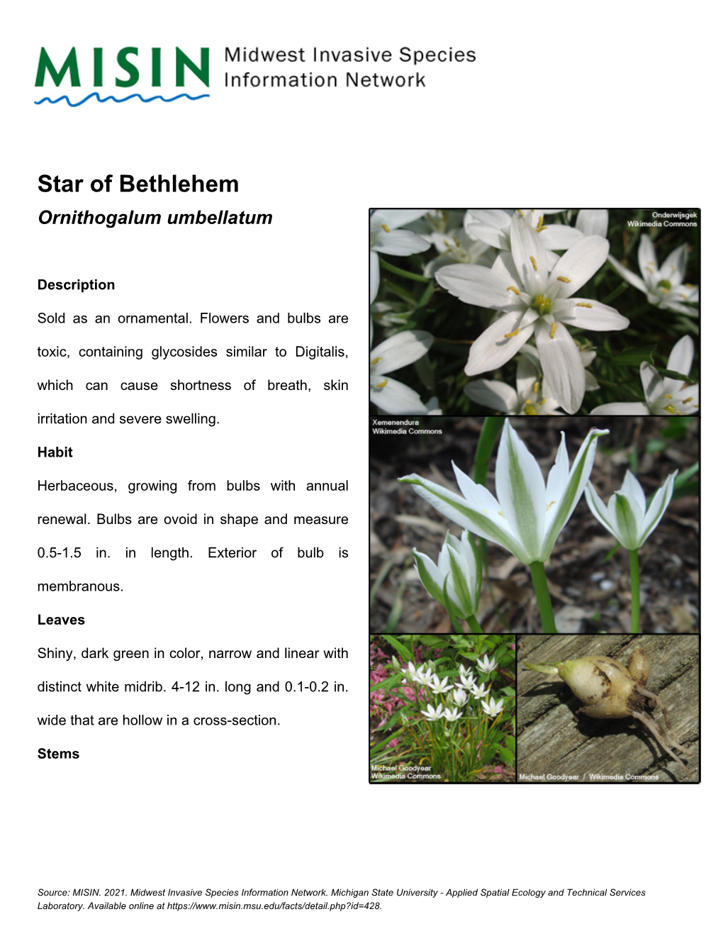 Star of Bethlehem Ornithogalum Umbellatum