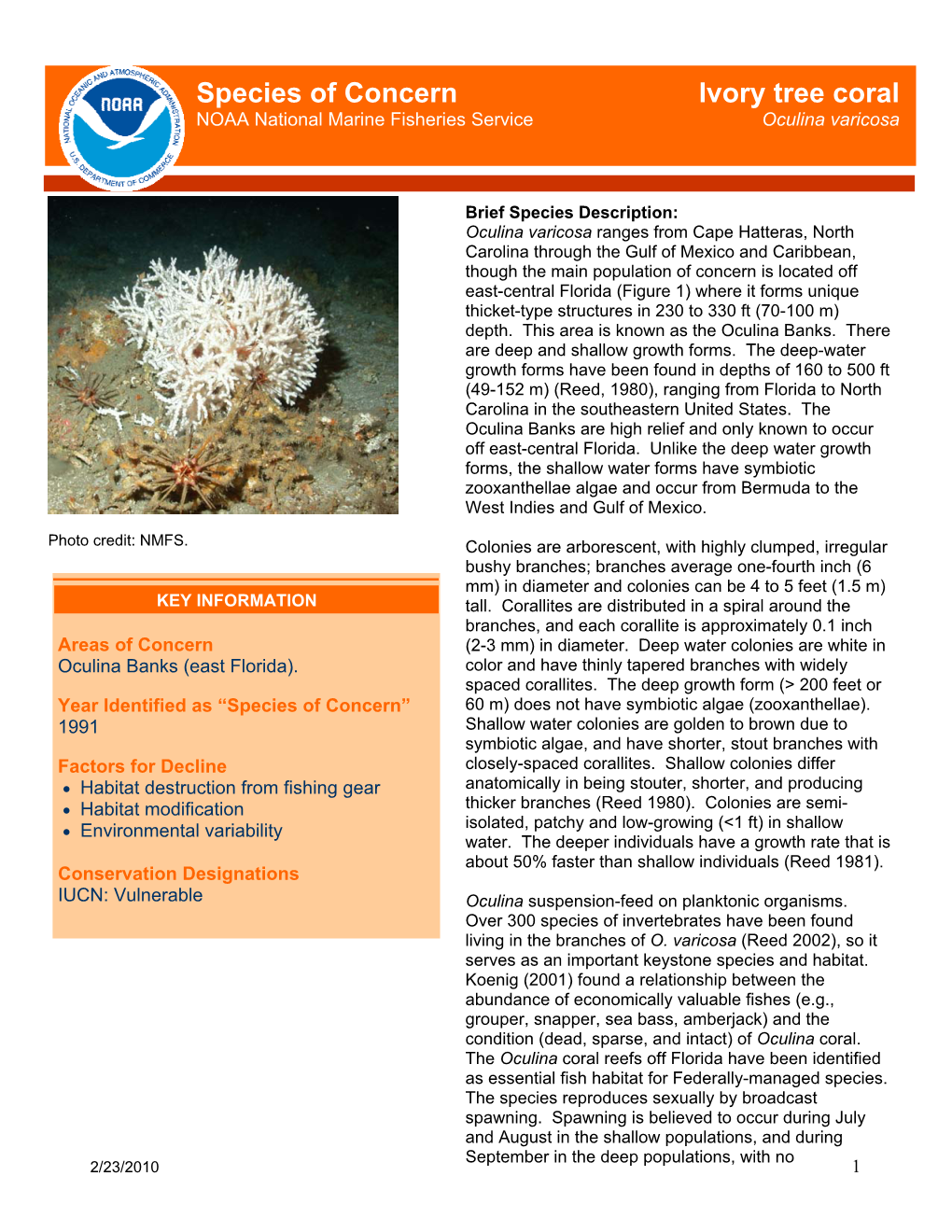 Ivory Tree Coral (Oculina Varicosa), Species of Concern, NOAA