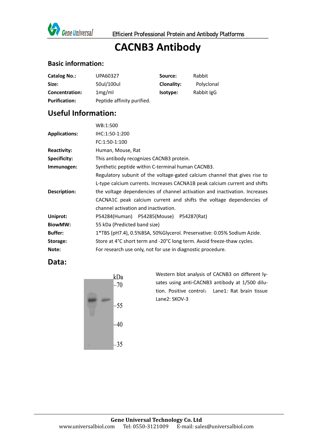 CACNB3 Antibody