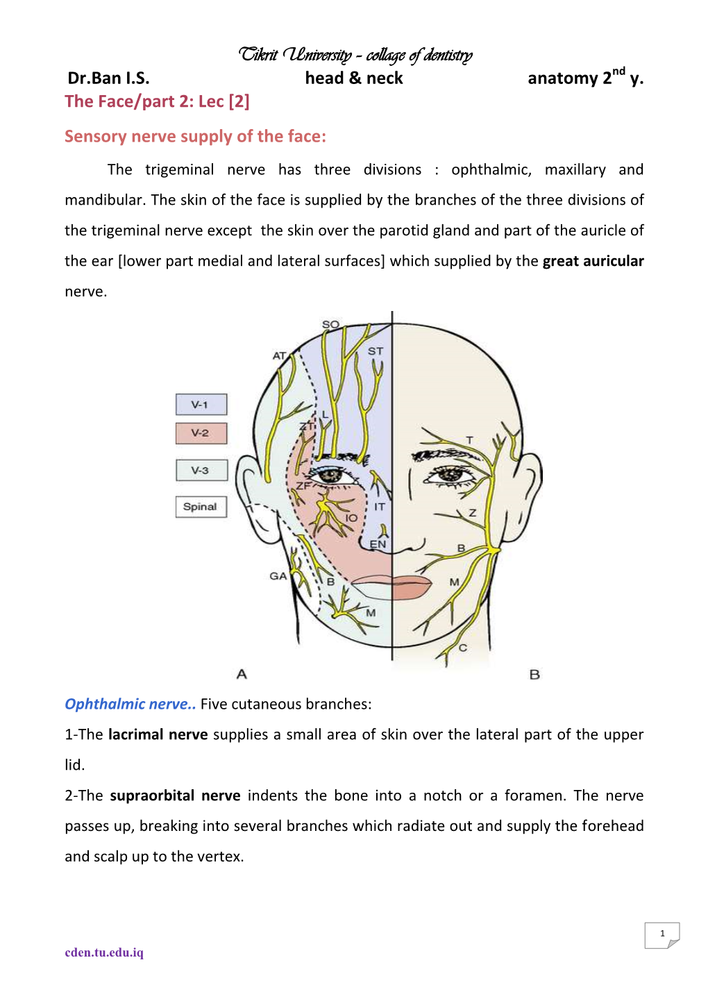 Tikrit University – Collage of Dentistry Dr.Ban IS Head & Neck Anatomy 2