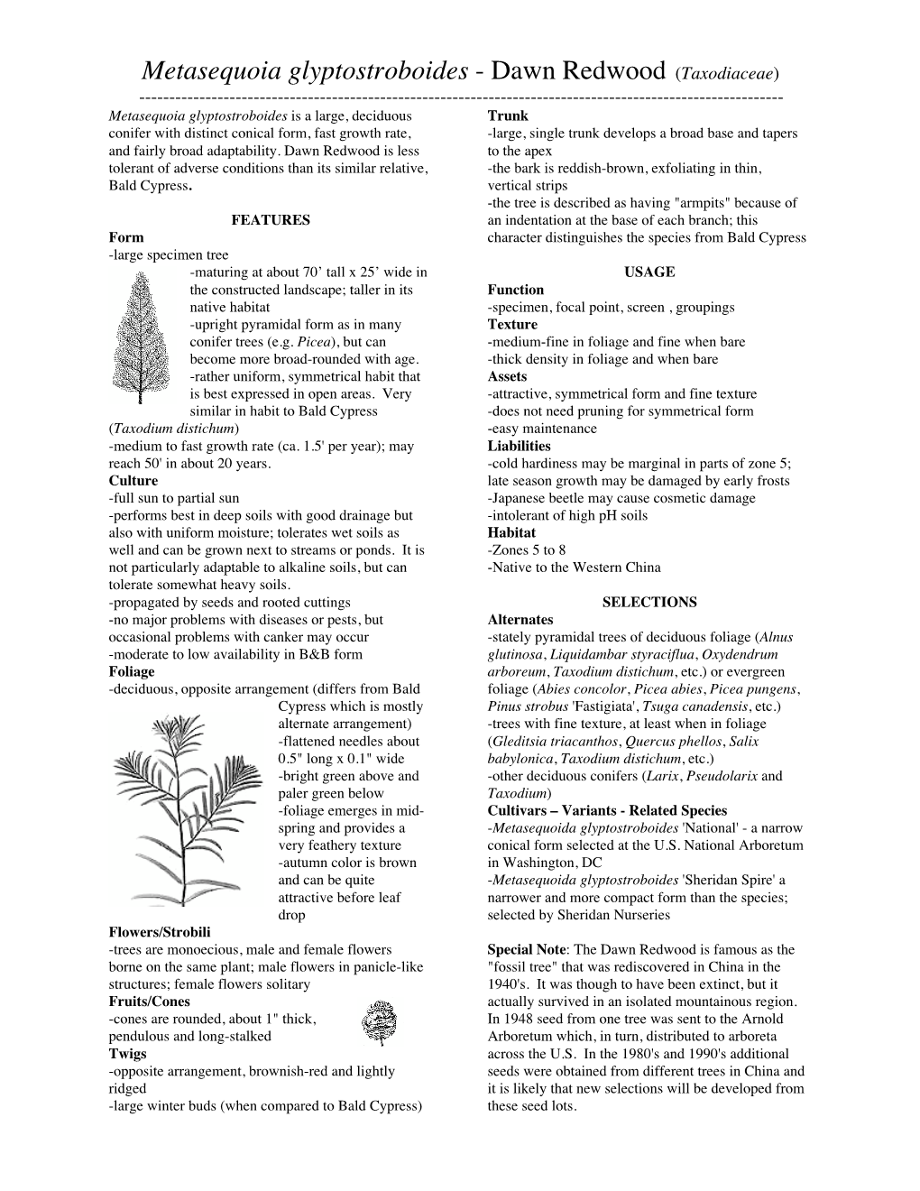 Metasequoia Glyptostroboides