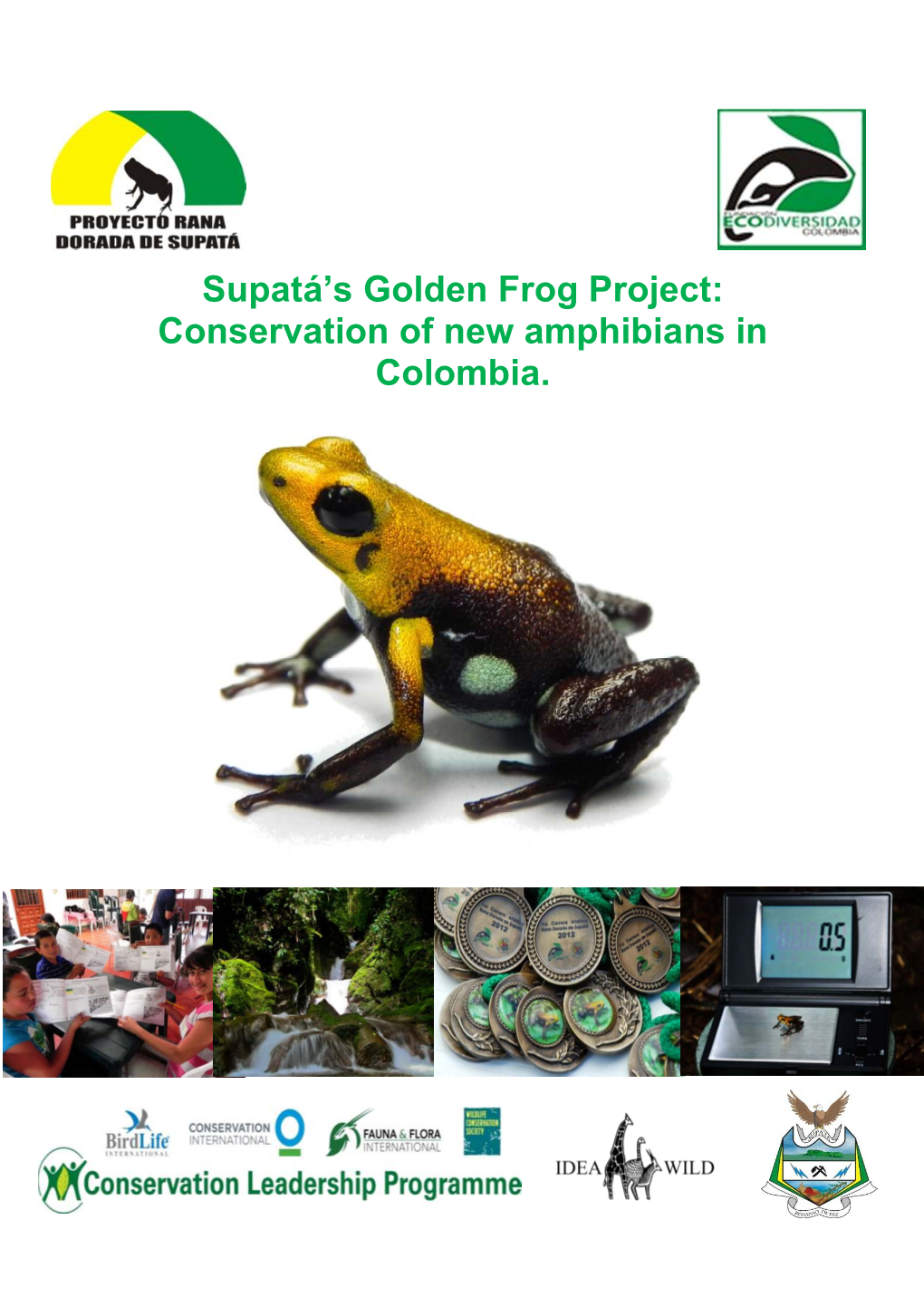 Supatá's Golden Frog Project: Conservation of New Amphibians In