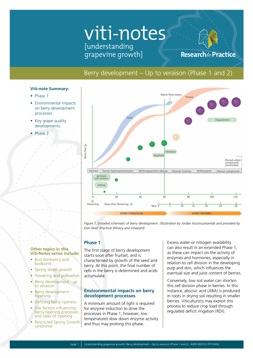 Berry Development – up to Veraison (Phase 1 and 2)