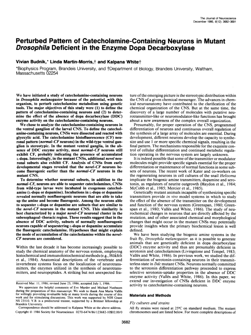 Perturbed Pattern of Catecholamine-Containing Neurons in Mutant Drosophila Deficient in the Enzyme Dopa Decarboxylase