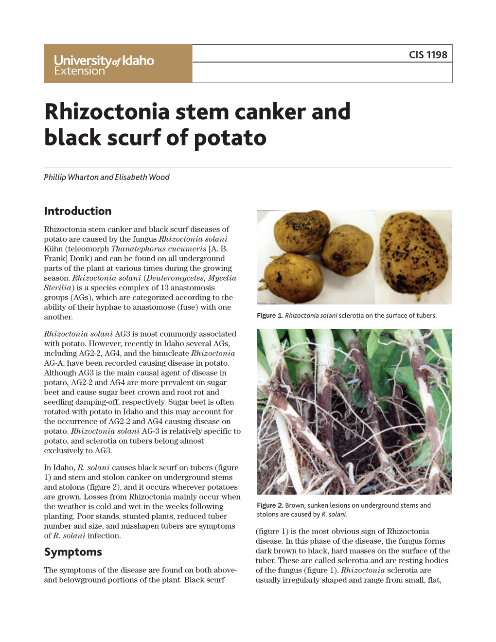 Rhizoctonia Stem Canker and Black Scurf of Potato