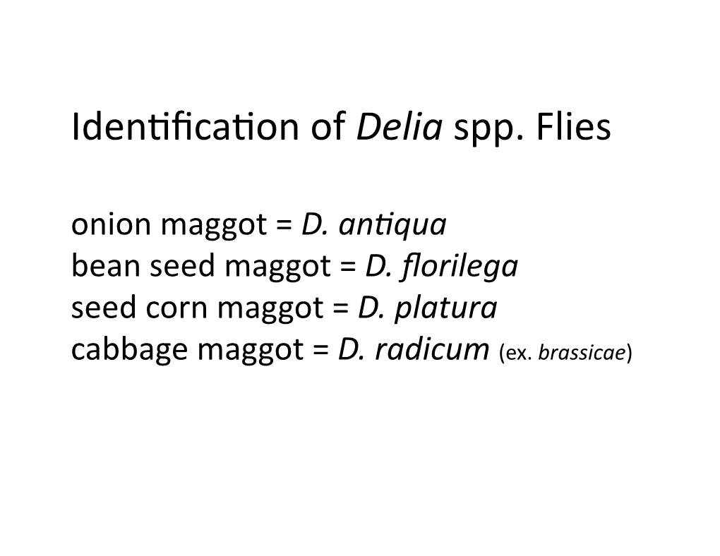 Idenfficafon of Delia Spp. Flies