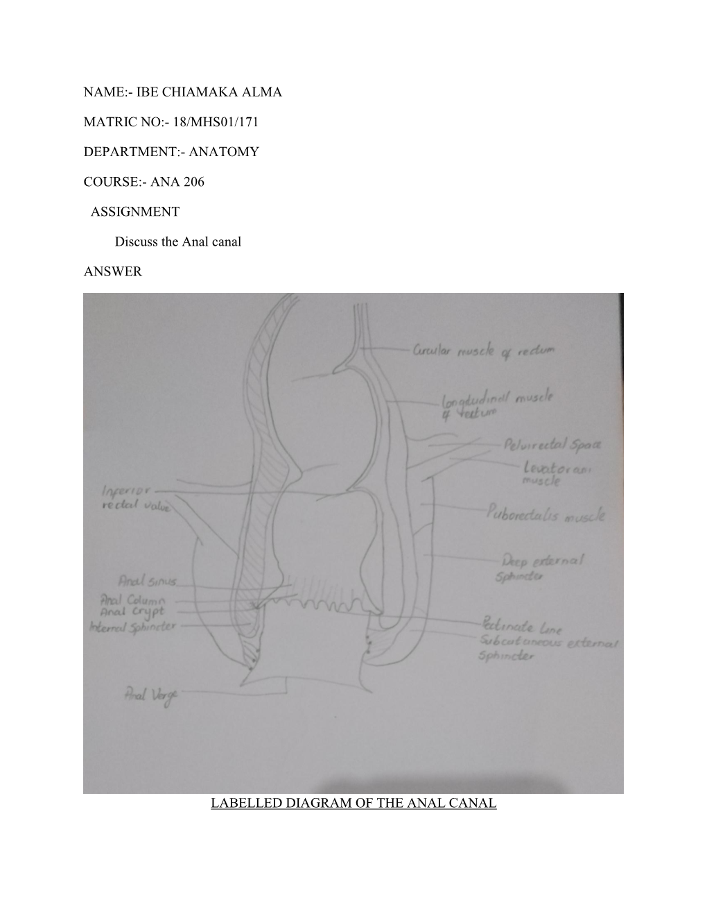 ANA 206 ASSIGNMENT Discuss the Anal Canal ANSWER