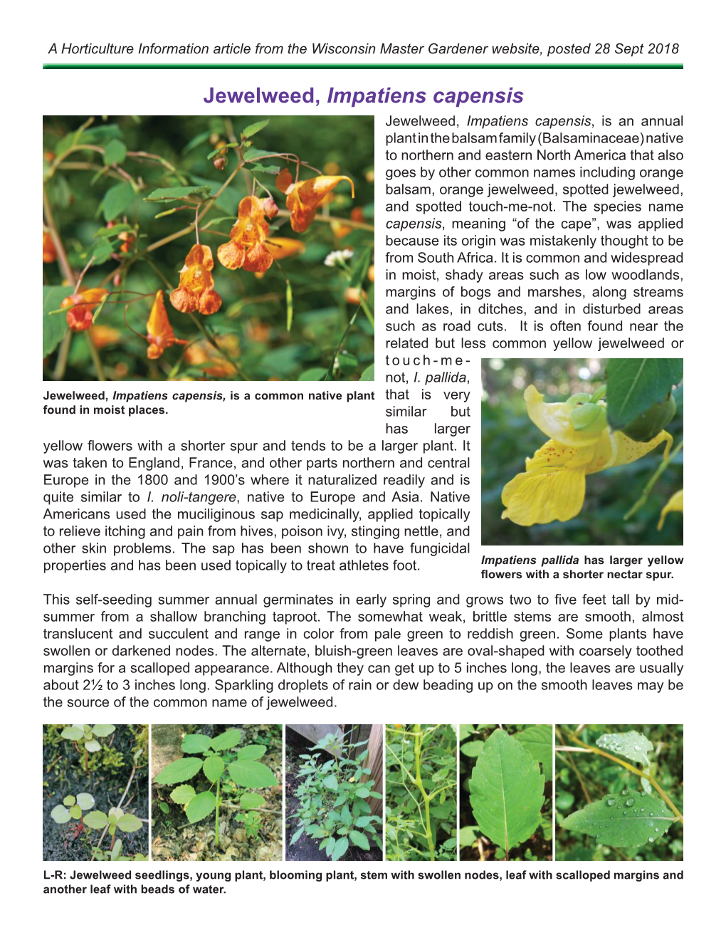 Jewelweed, Impatiens Capensis