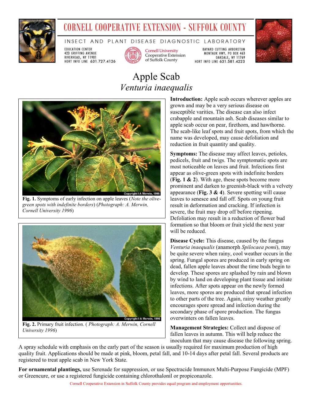 Apple Scab Venturia Inaequalis Introduction: Apple Scab Occurs Wherever Apples Are Grown and May Be a Very Serious Disease on Susceptible Varities