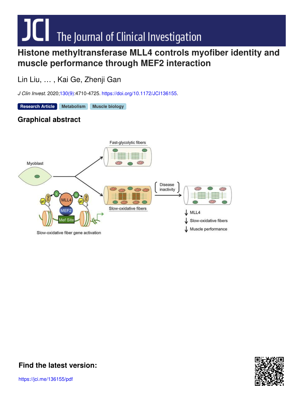 Histone Methyltransferase MLL4 Controls Myofiber Identity and Muscle Performance Through MEF2 Interaction