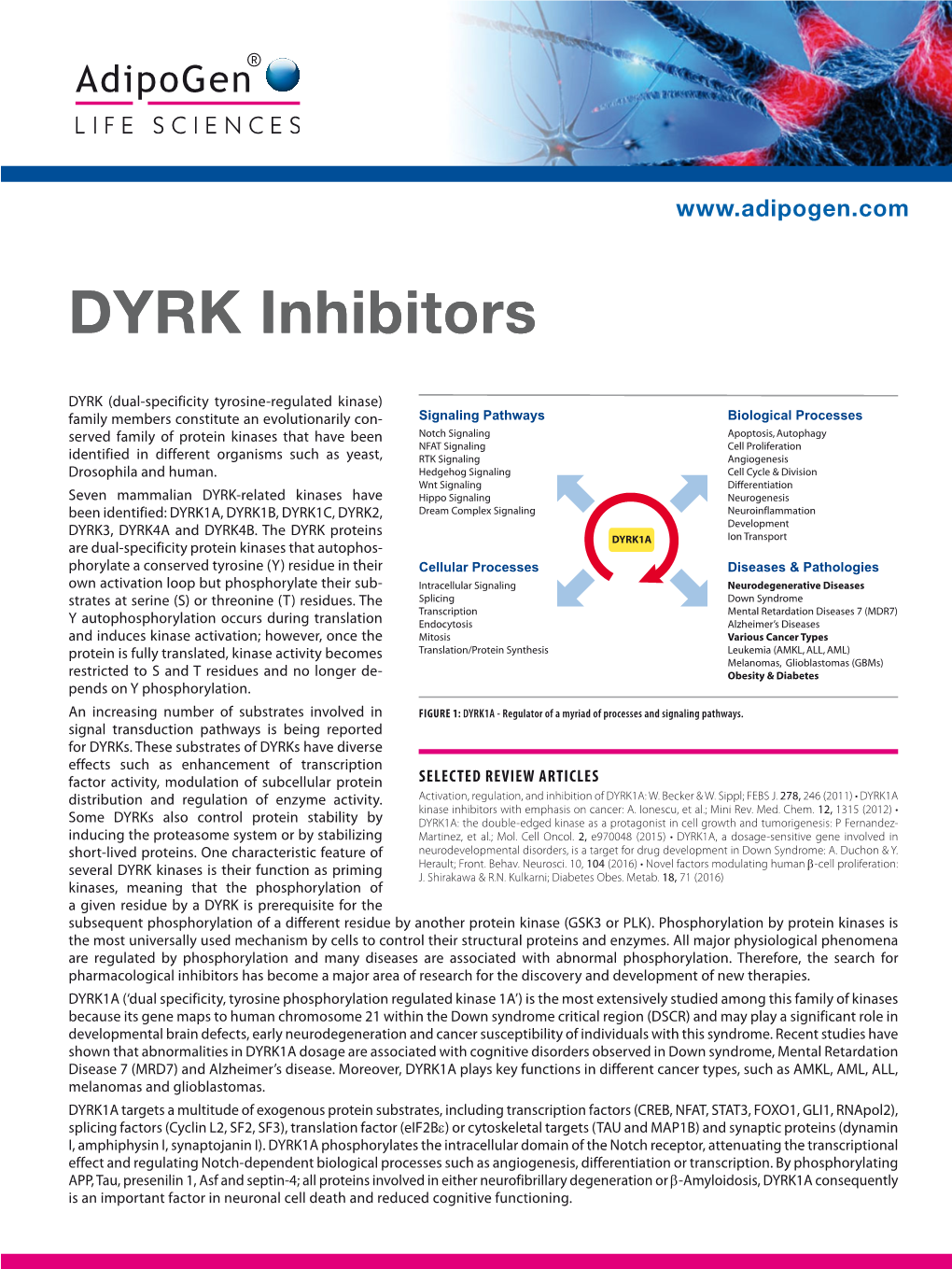 DYRK Inhibitors