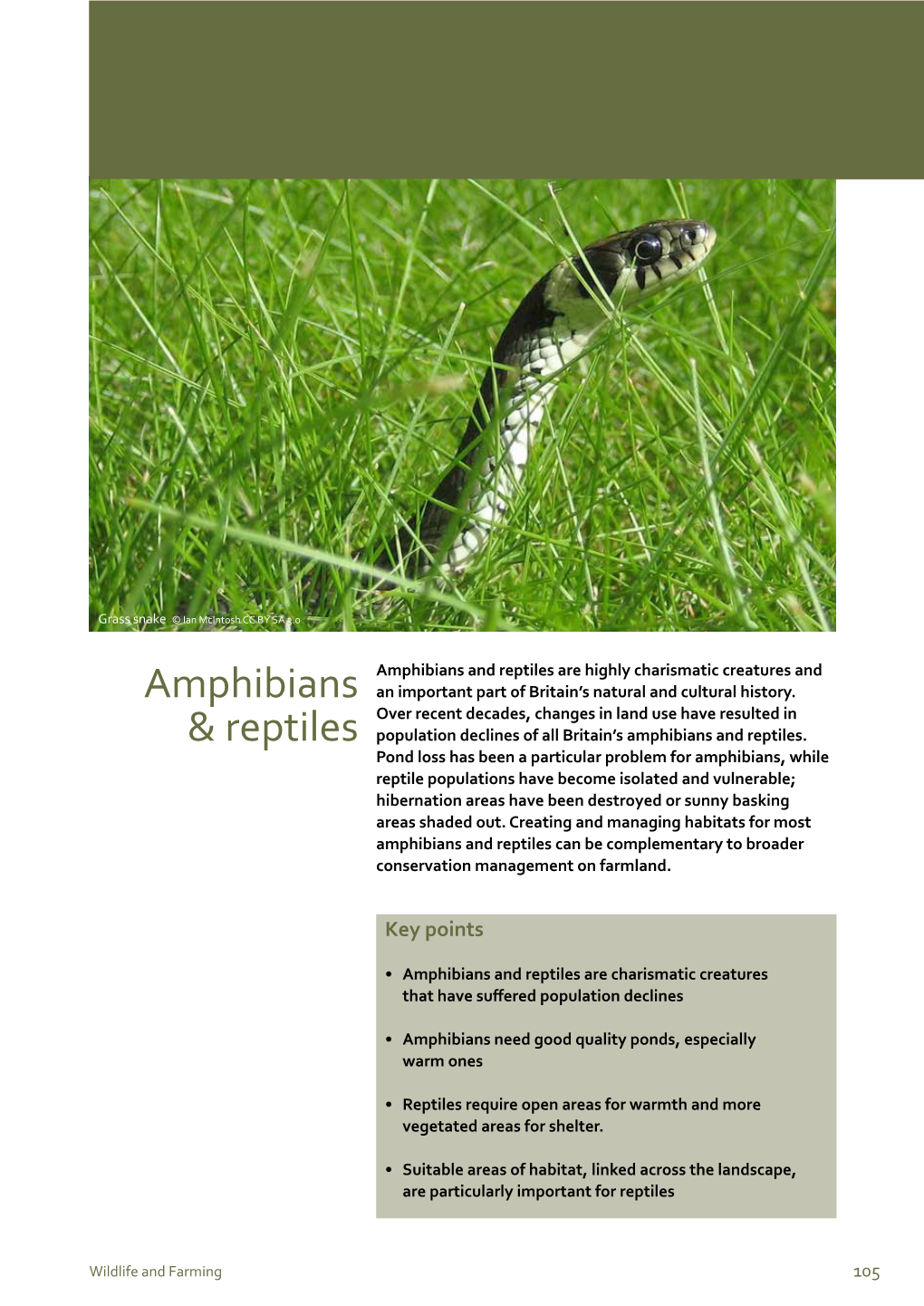 Amphibians & Reptiles