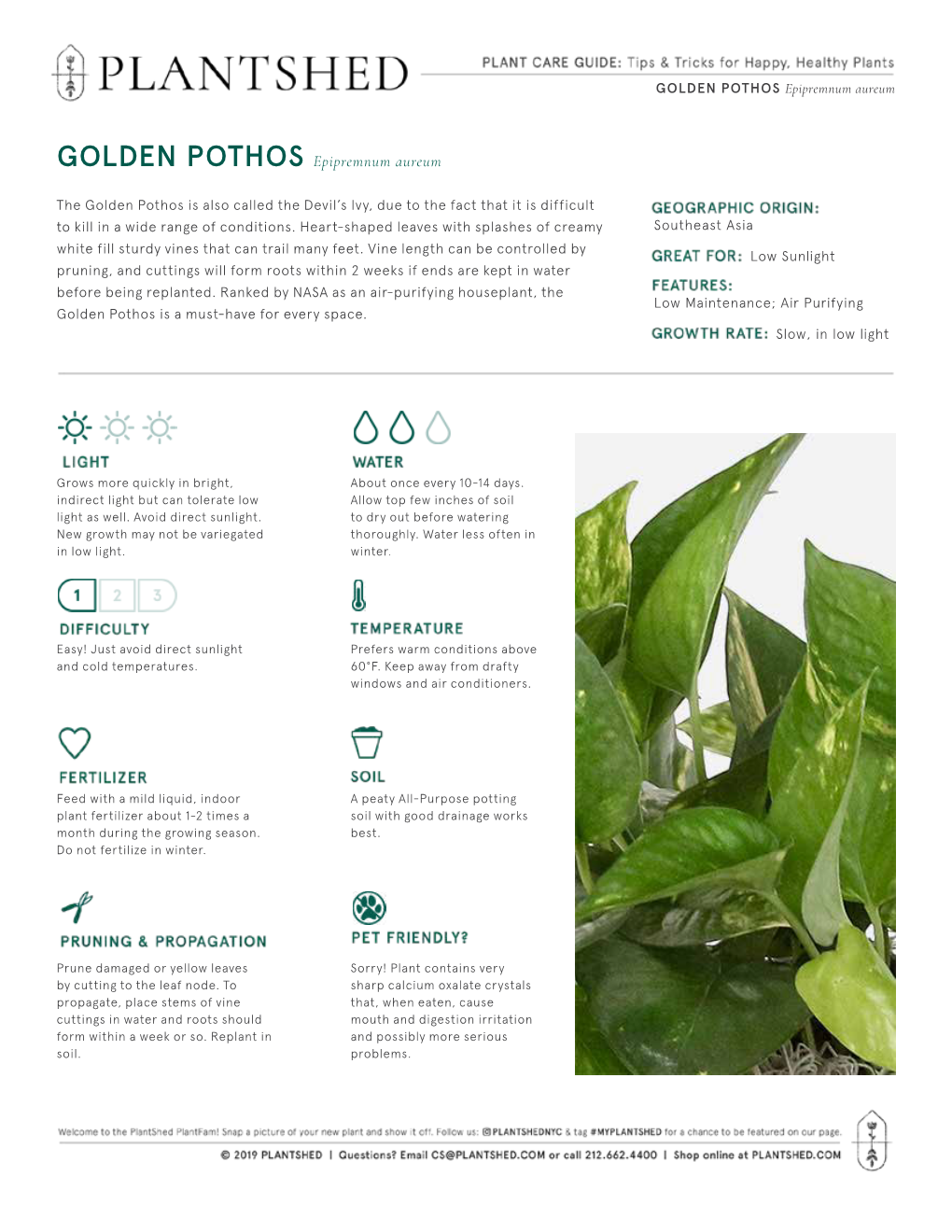 GOLDEN POTHOS Epipremnum Aureum