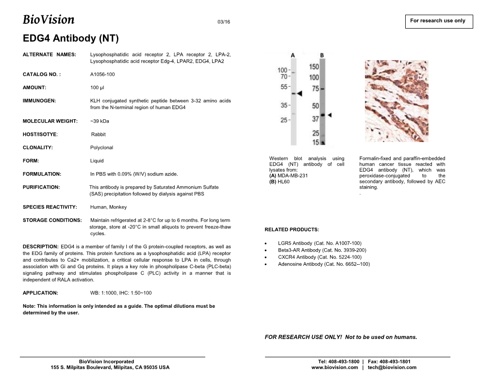 A1056-EDG4 Antibody (NT)