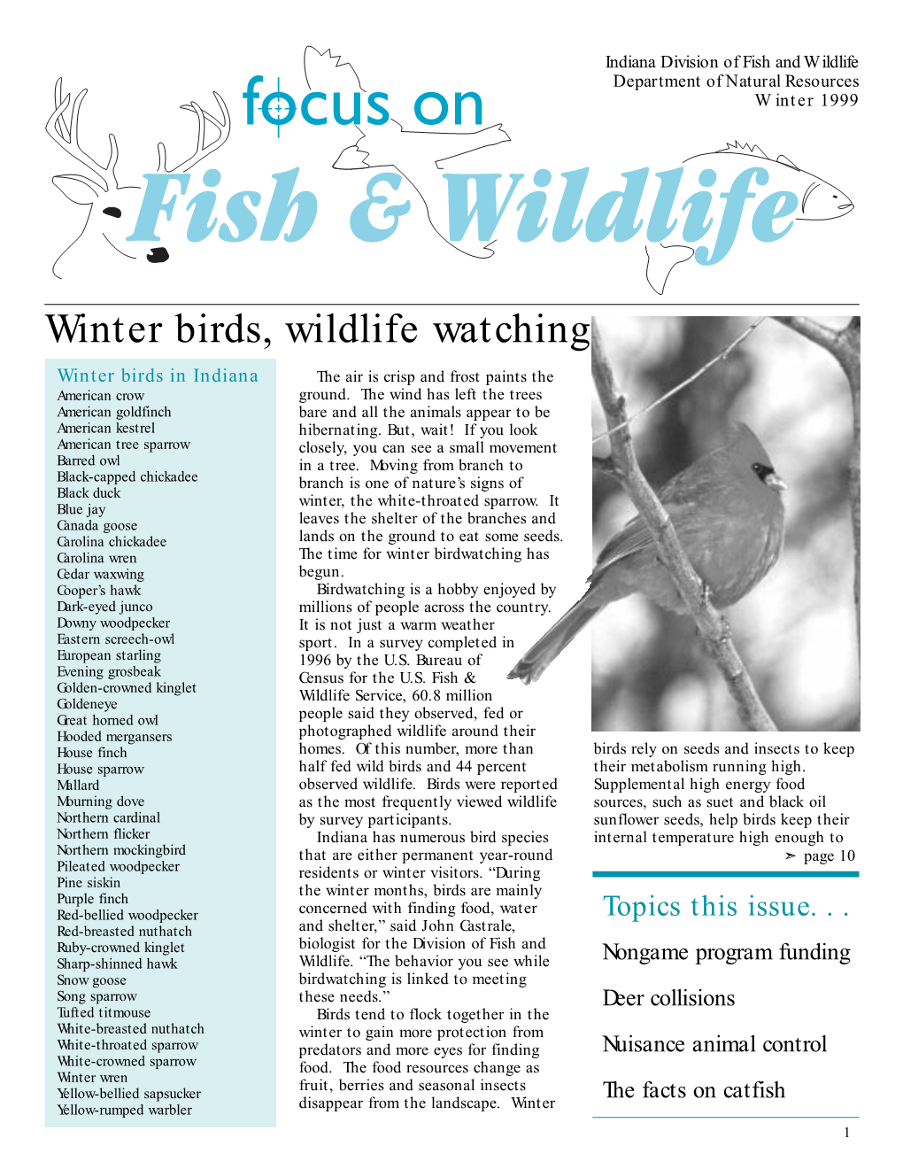 Winter Birds, Wildlife Watching