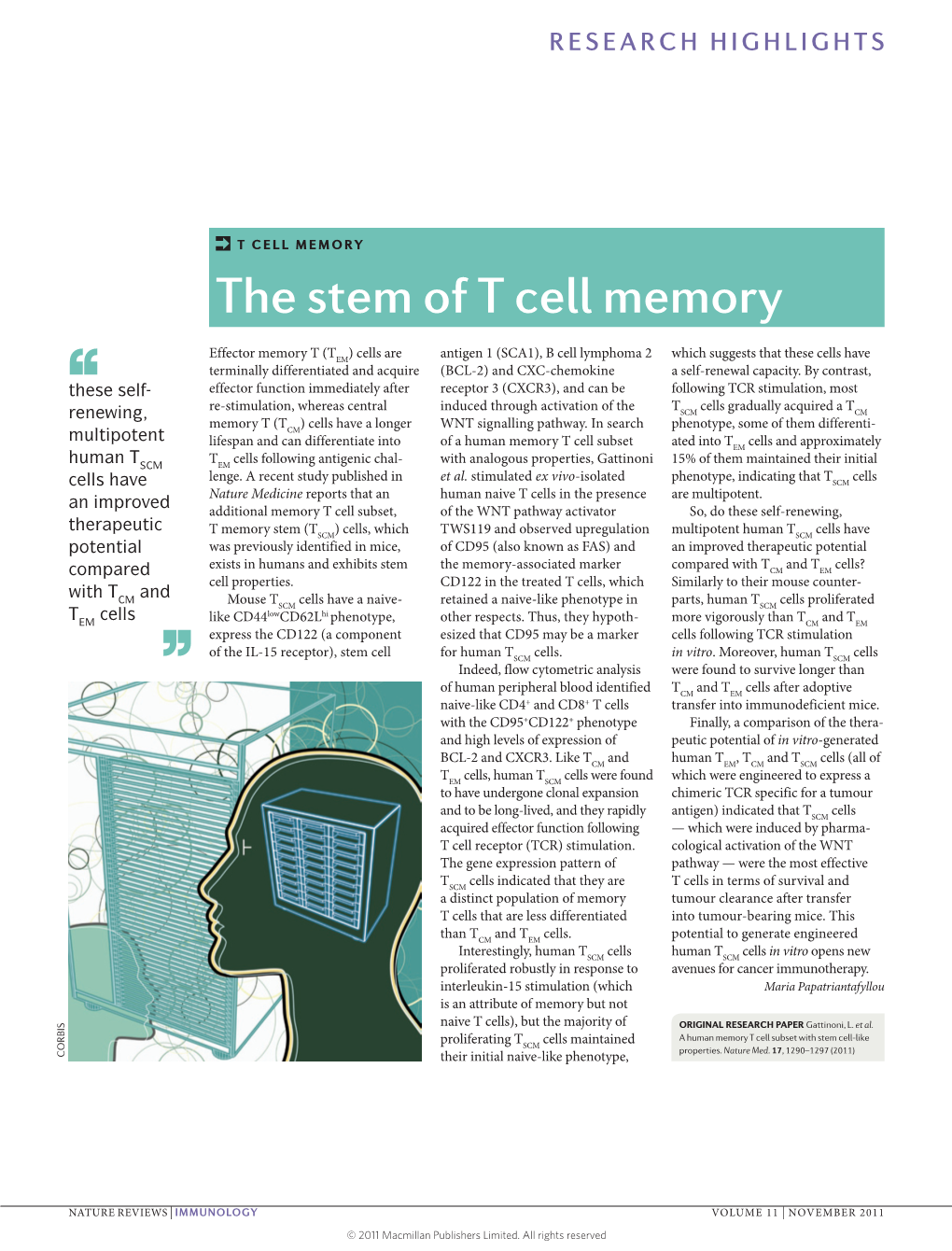 The Stem of T Cell Memory