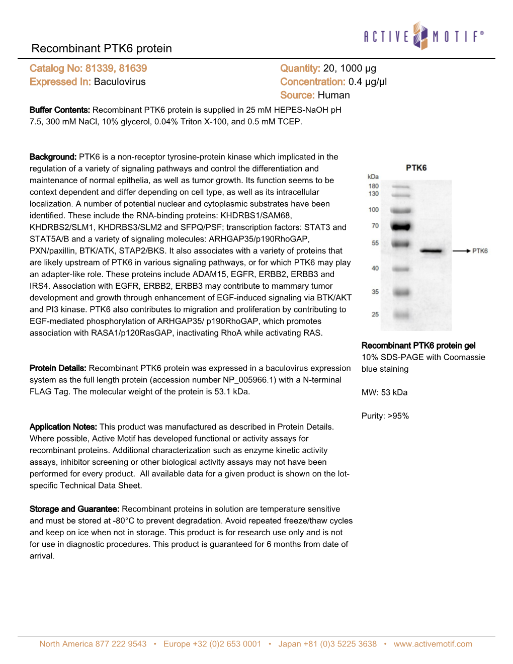 Recombinant PTK6 Protein