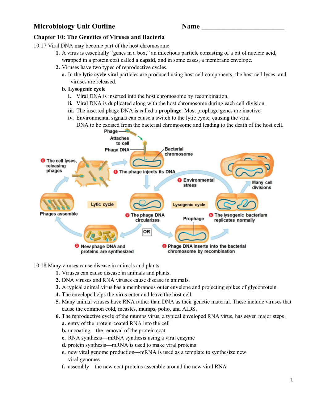 Microbiology Unit Outline Name ______Chapter 10: the Genetics of Viruses and Bacteria 10.17 Viral DNA May Become Part of the Host Chromosome 1