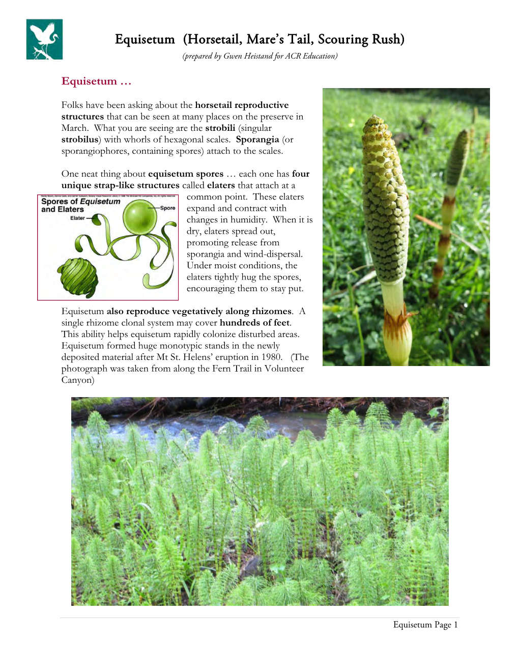 Equisetum (Horsetail, Mare's Tail, Scouring Rush)