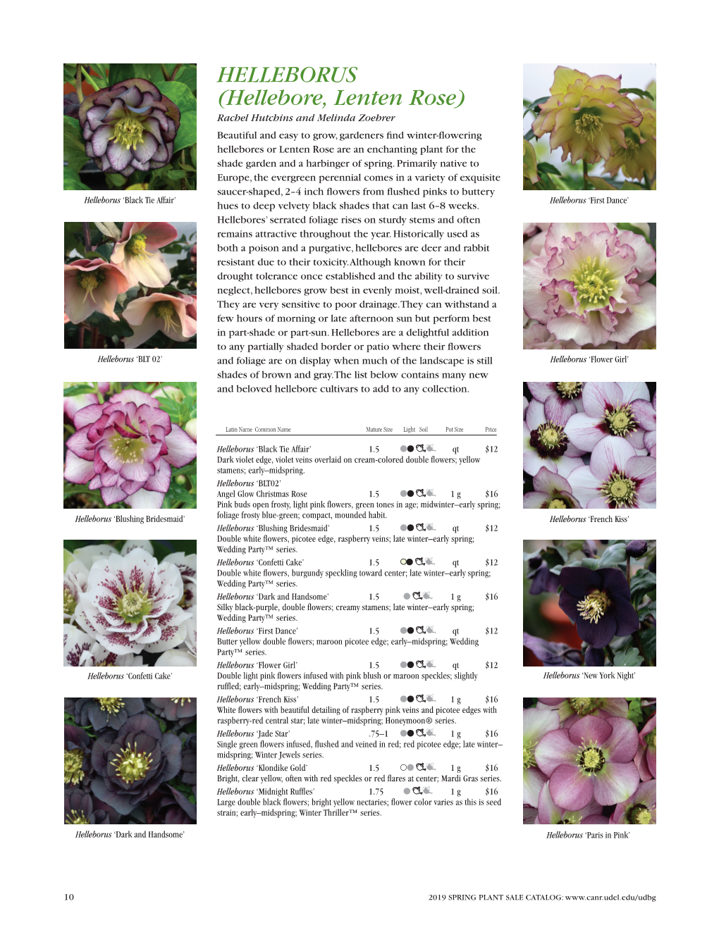 HELLEBORUS (Hellebore, Lenten Rose)