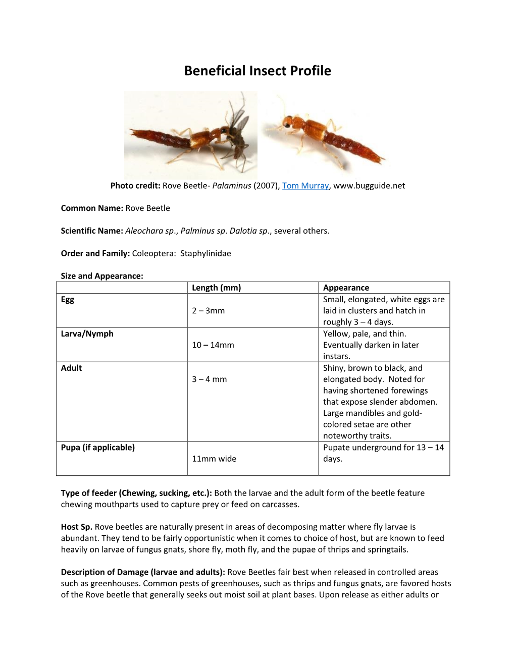 Rove Beetle- Palaminus (2007), Tom Murray