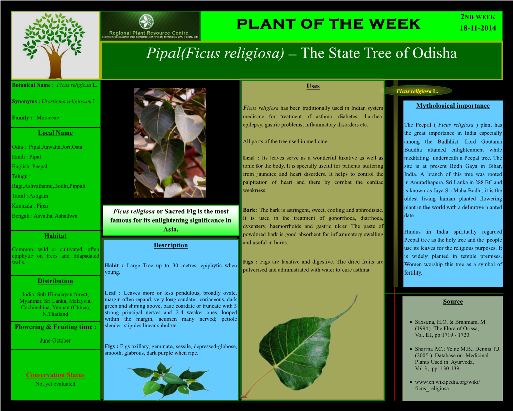 Pipal(Ficus Religiosa) – the State Tree of Odisha