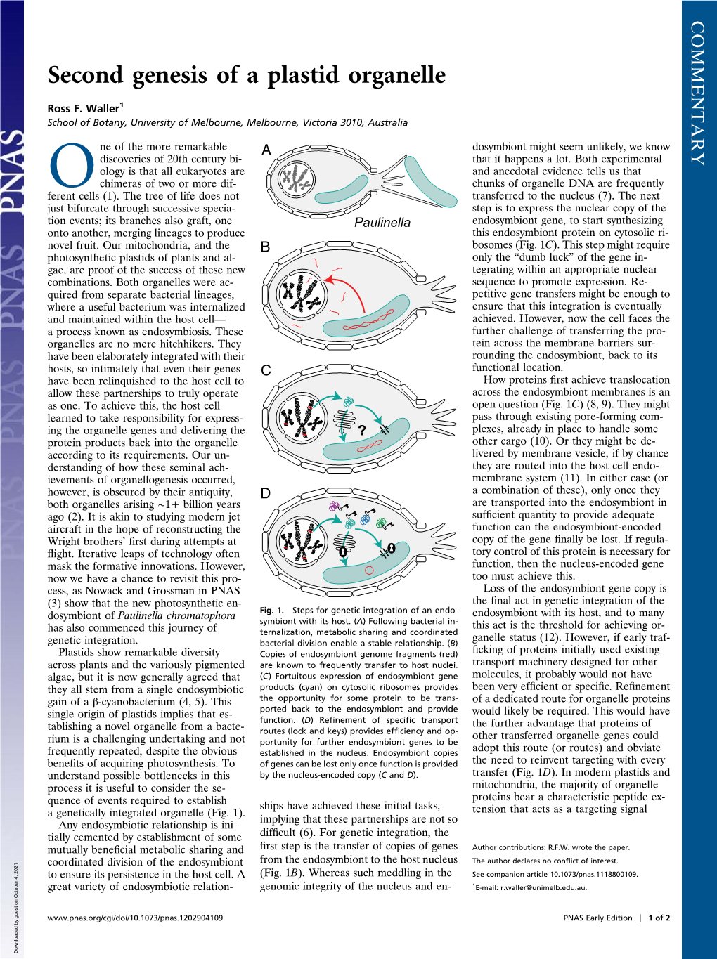 Second Genesis of a Plastid Organelle