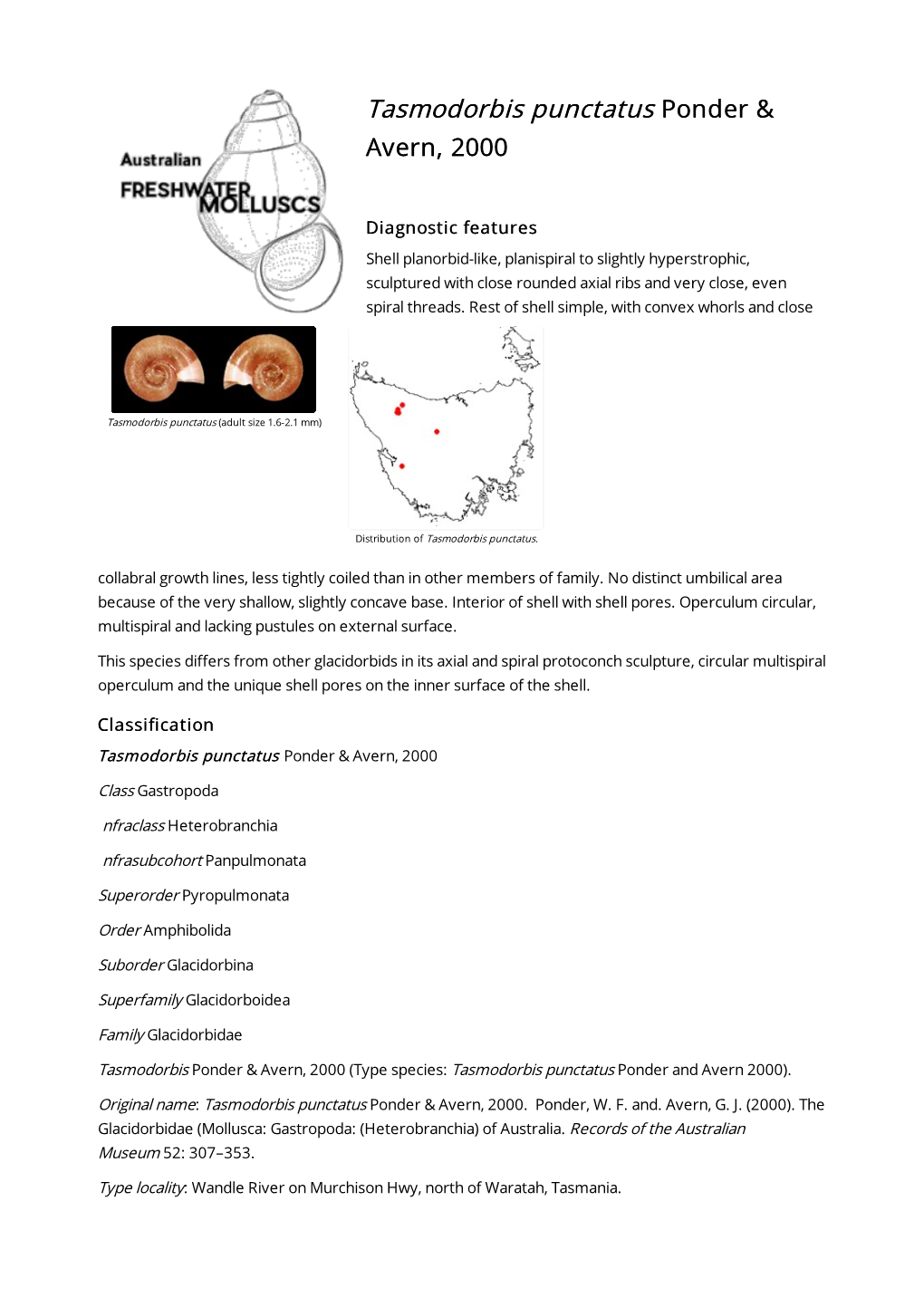 Tasmodorbis Punctatus Ponder & Avern, 2000