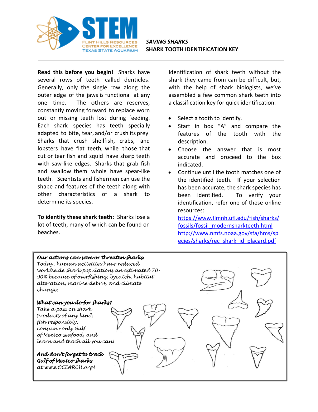 Saving Sharks Shark Tooth Identification Key