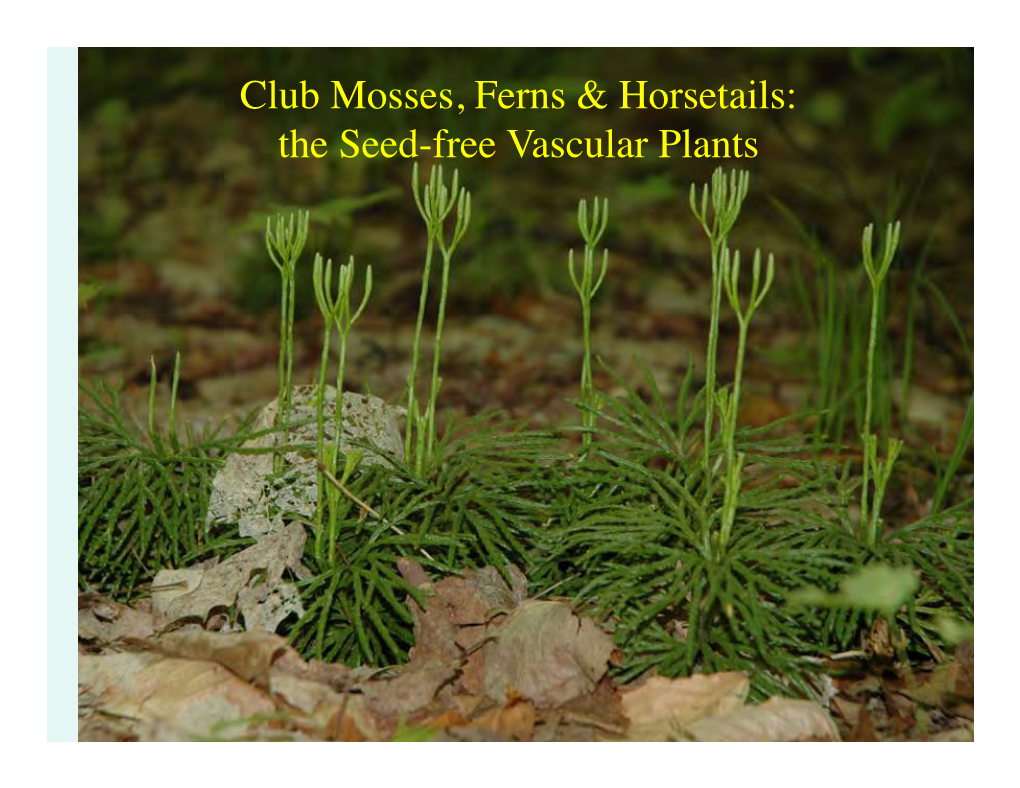 Club Mosses, Ferns & Horsetails: the Seed-Free Vascular Plants