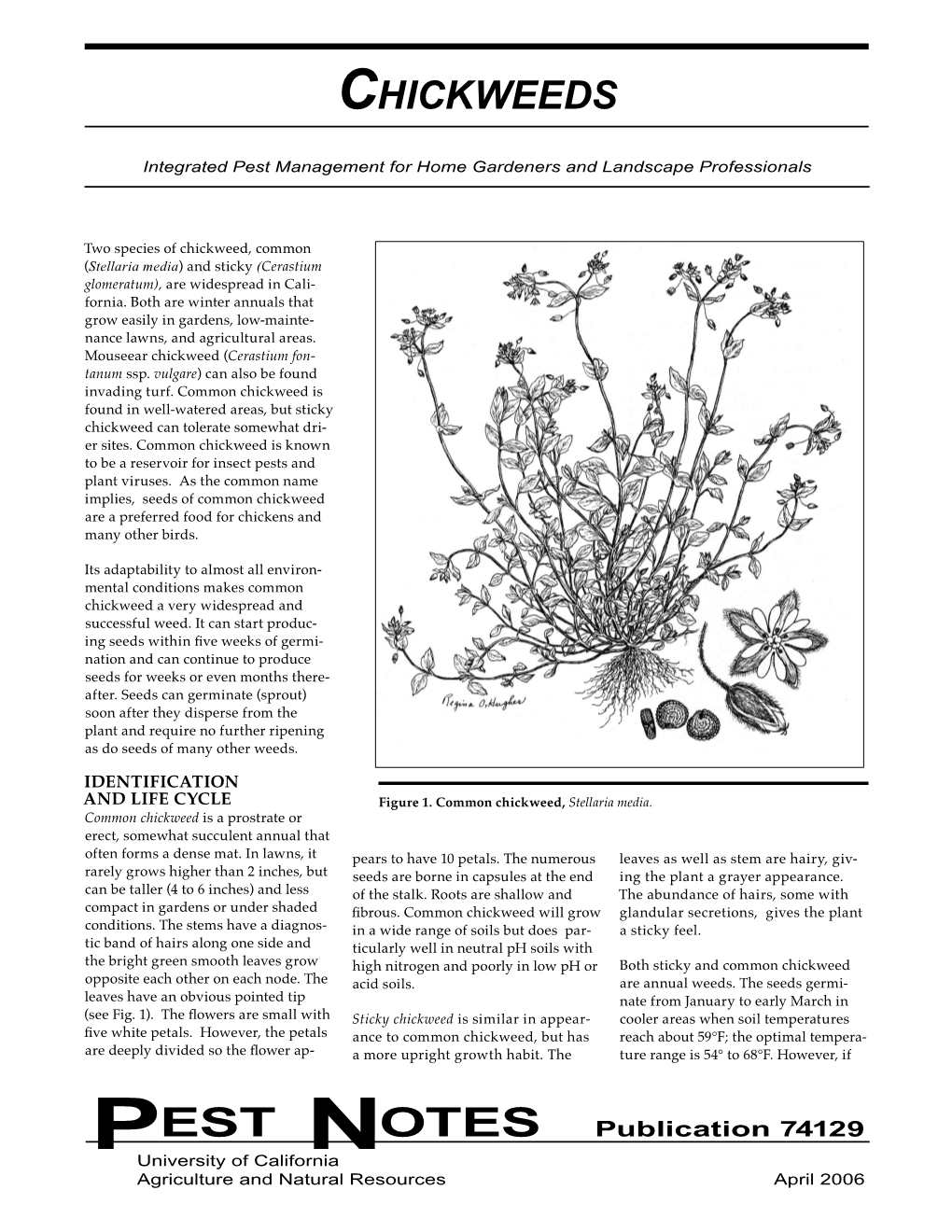 Common Chickweed Is Found in Well-Watered Areas, but Sticky Chickweed Can Tolerate Somewhat Dri- Er Sites