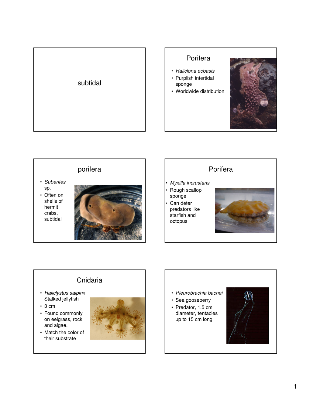 Subtidal Porifera Porifera Porifera Cnidaria