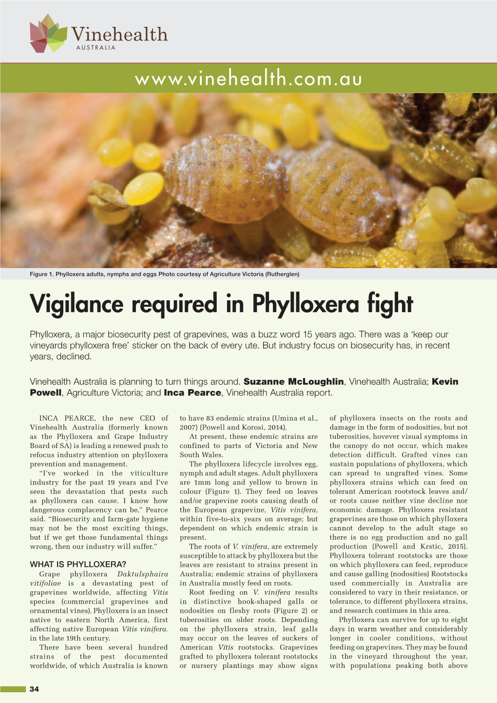 Vigilance Required in Phylloxera Fight
