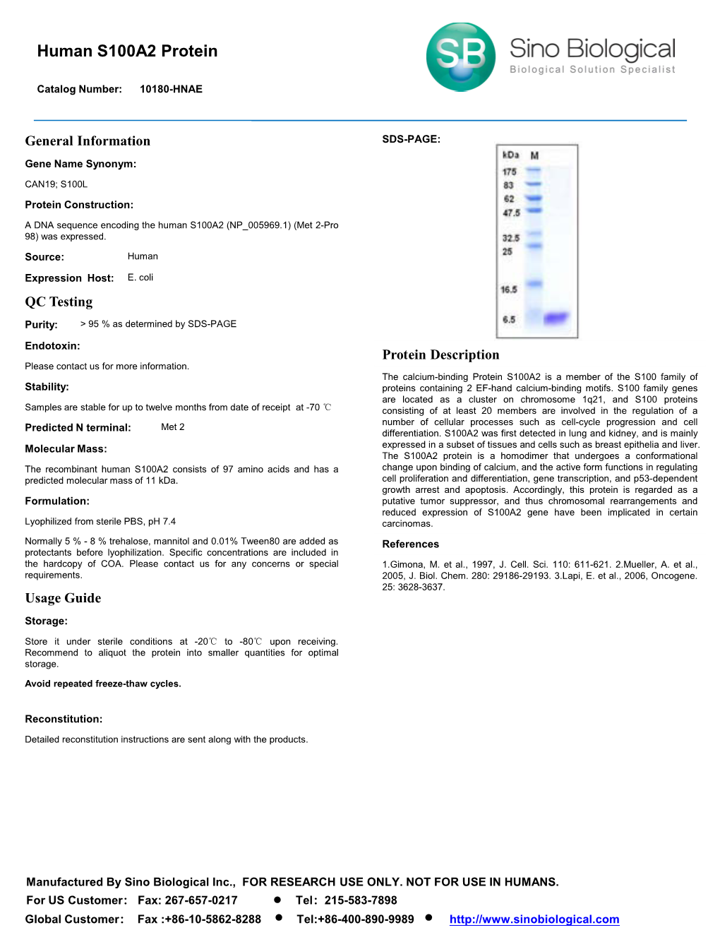 Human S100A2 Protein