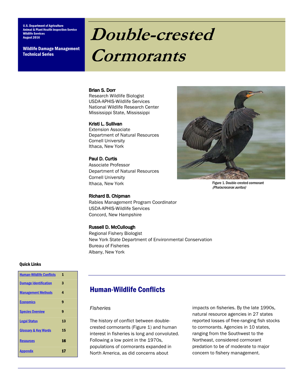 Double-Crested Cormorants