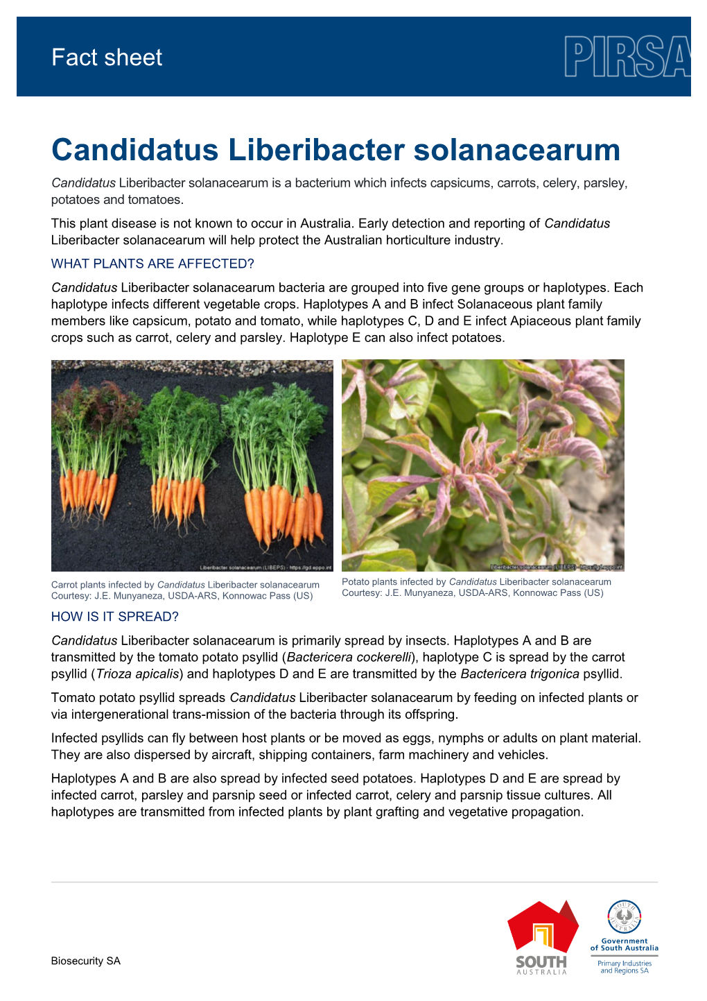 Candidatus Liberibacter Solanacearum Candidatus Liberibacter Solanacearum Is a Bacterium Which Infects Capsicums, Carrots, Celery, Parsley, Potatoes and Tomatoes