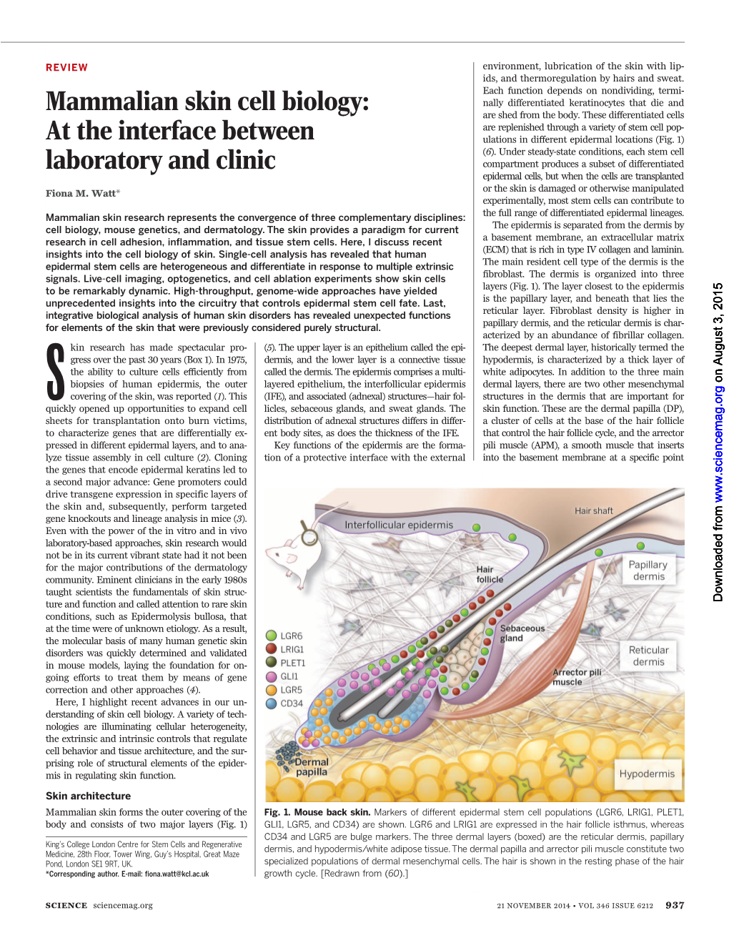 Mammalian Skin Cell Biology: at the Interface Between Laboratory and Clinic Fiona M