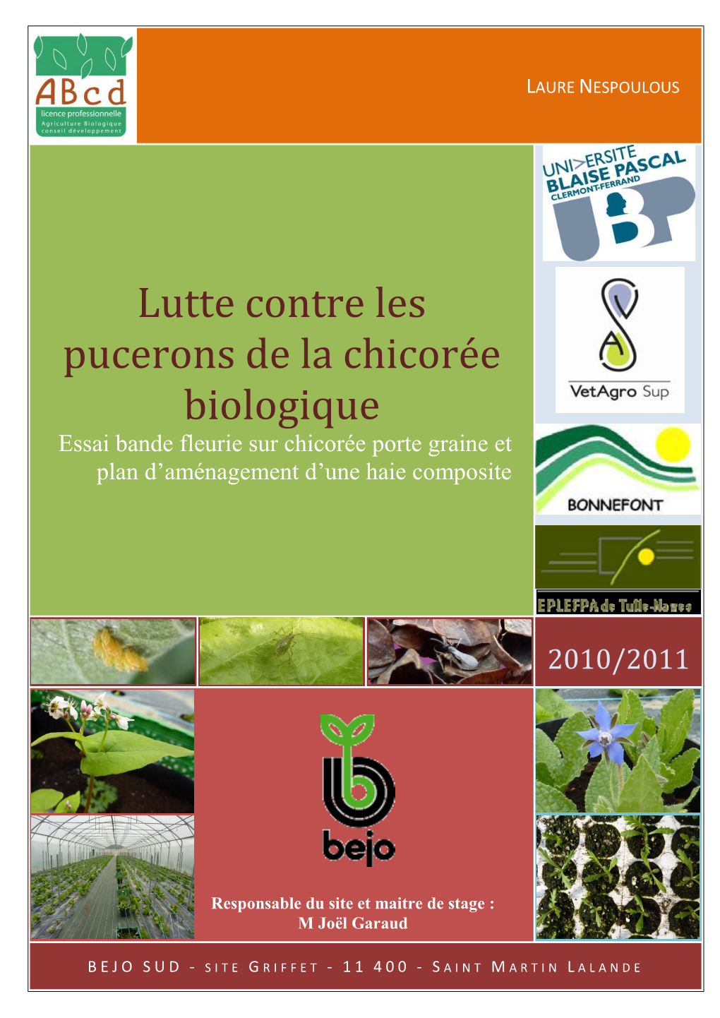 Lutte Contre Les Pucerons De La Chicorée Biologique Essai Bande Fleurie Sur Chicorée Porte Graine Et Plan D’Aménagement D’Une Haie Composite