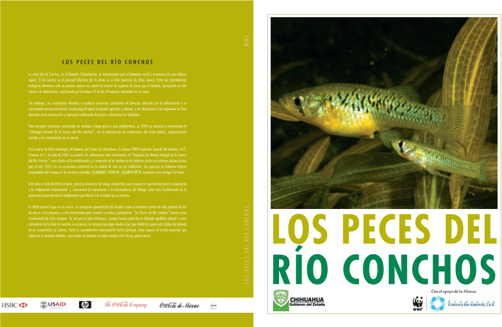 Los Peces Del Río Conchos Los Peces Del Río Conchos Origen De Las Especies De Peces Del Río Conchos