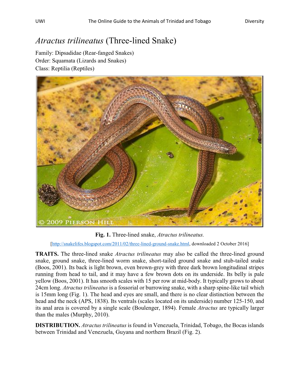 Atractus Trilineatus (Three-Lined Snake) Family: Dipsadidae (Rear-Fanged Snakes) Order: Squamata (Lizards and Snakes) Class: Reptilia (Reptiles)