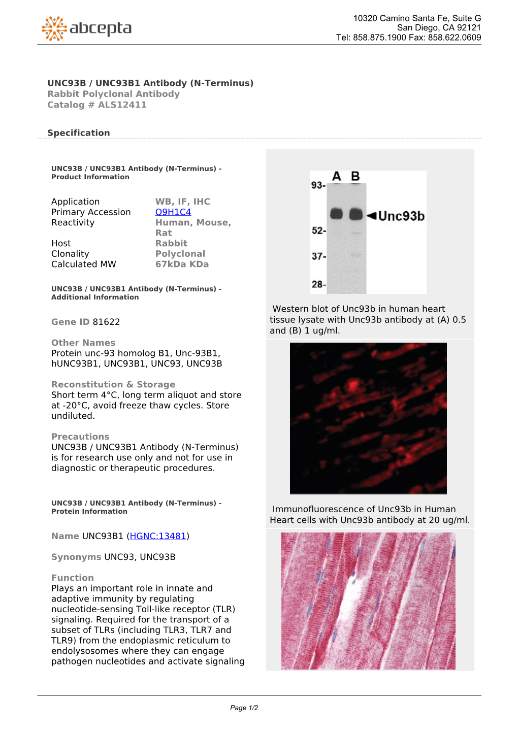 UNC93B / UNC93B1 Antibody (N-Terminus) Rabbit Polyclonal Antibody Catalog # ALS12411