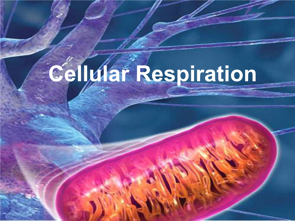 Cellular Respiration  Respiration