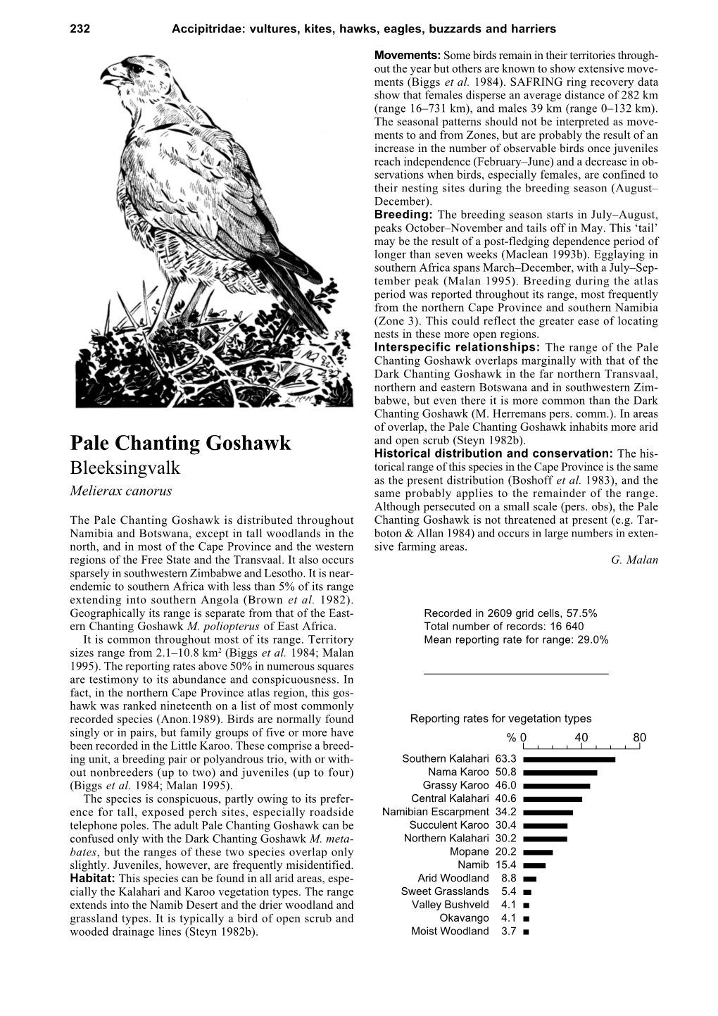 Pale Chanting Goshawk