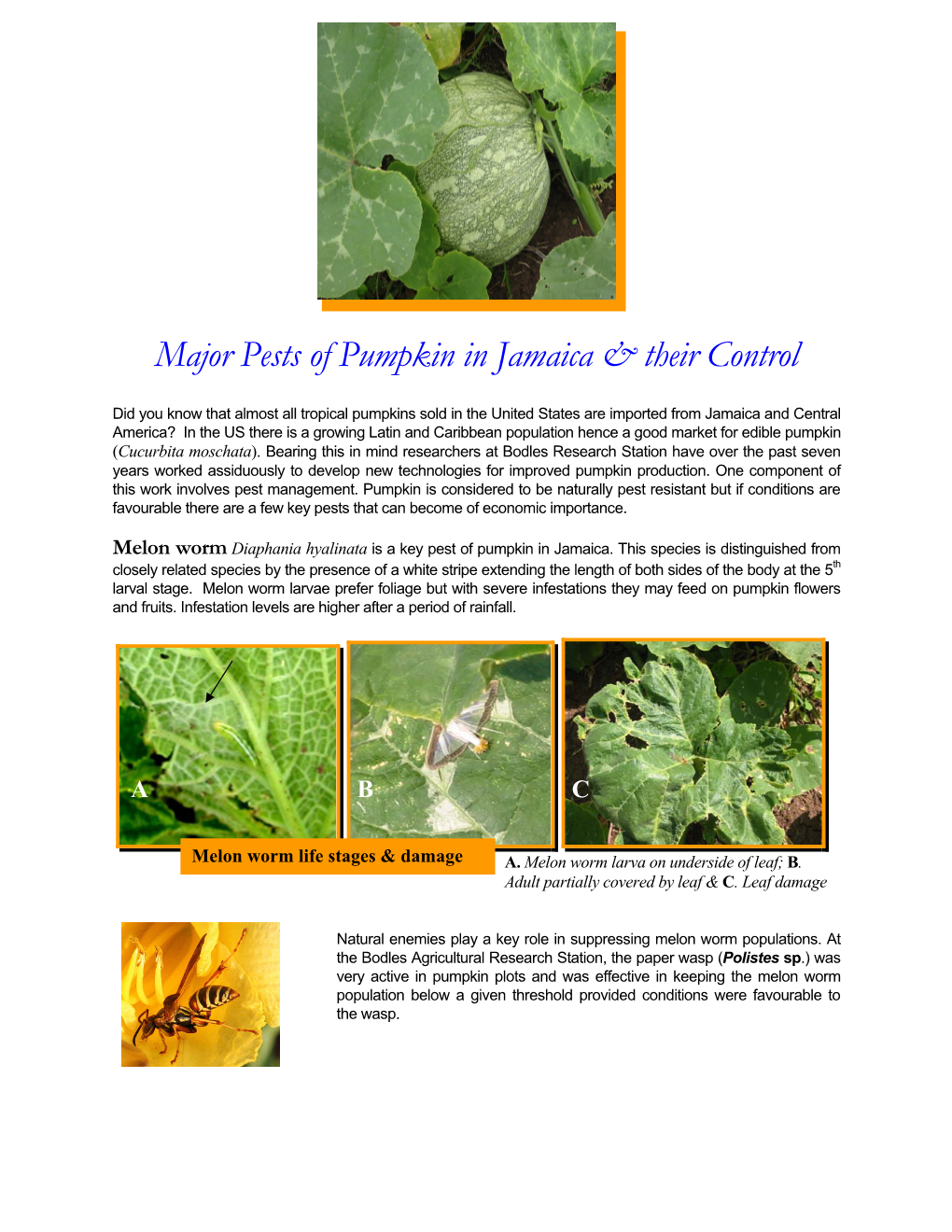 Major Pests of Pumpkin in Jamaica & Their Control