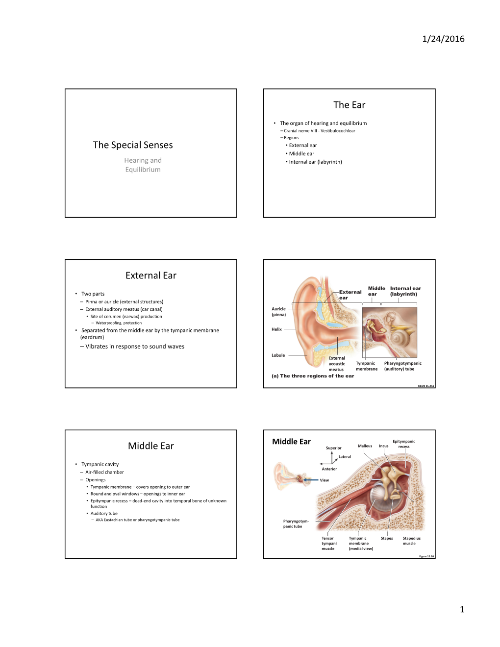 The Special Senses the Ear External Ear Middle