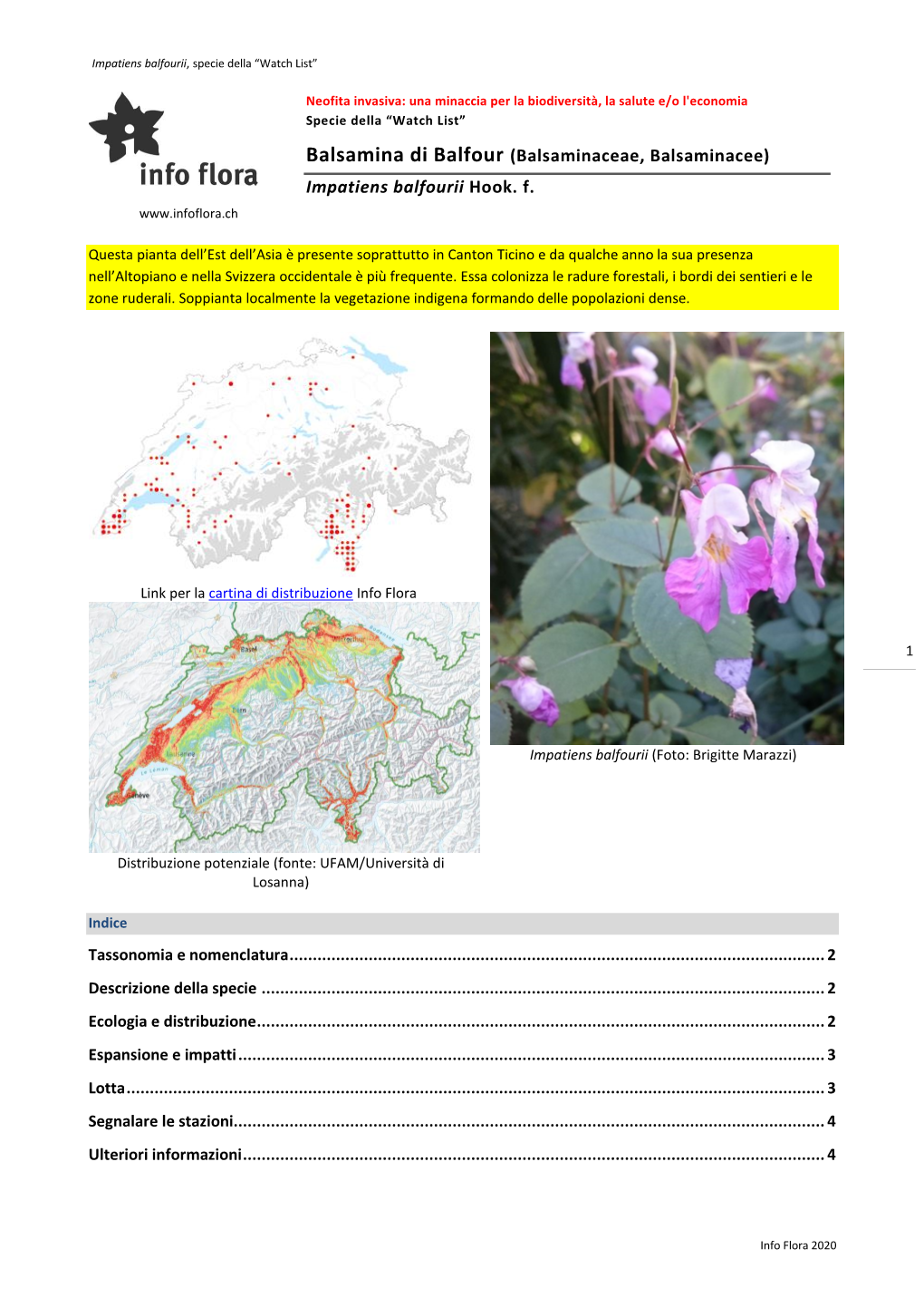 Impatiens Balfourii Hook. F