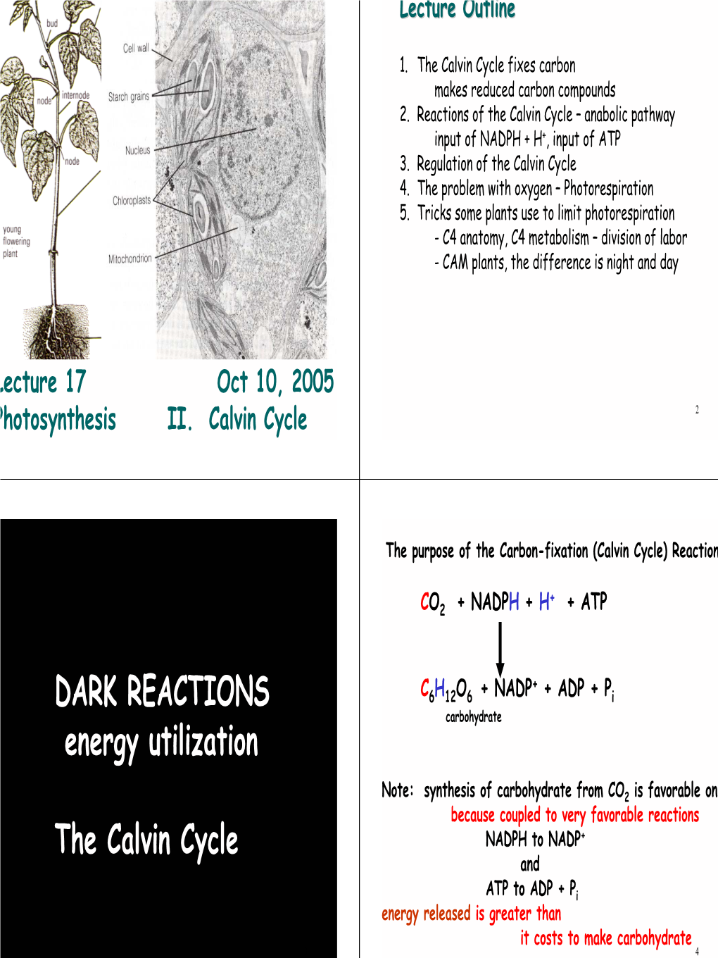 DARK REACTIONS Energy Utilization the Calvin Cycle