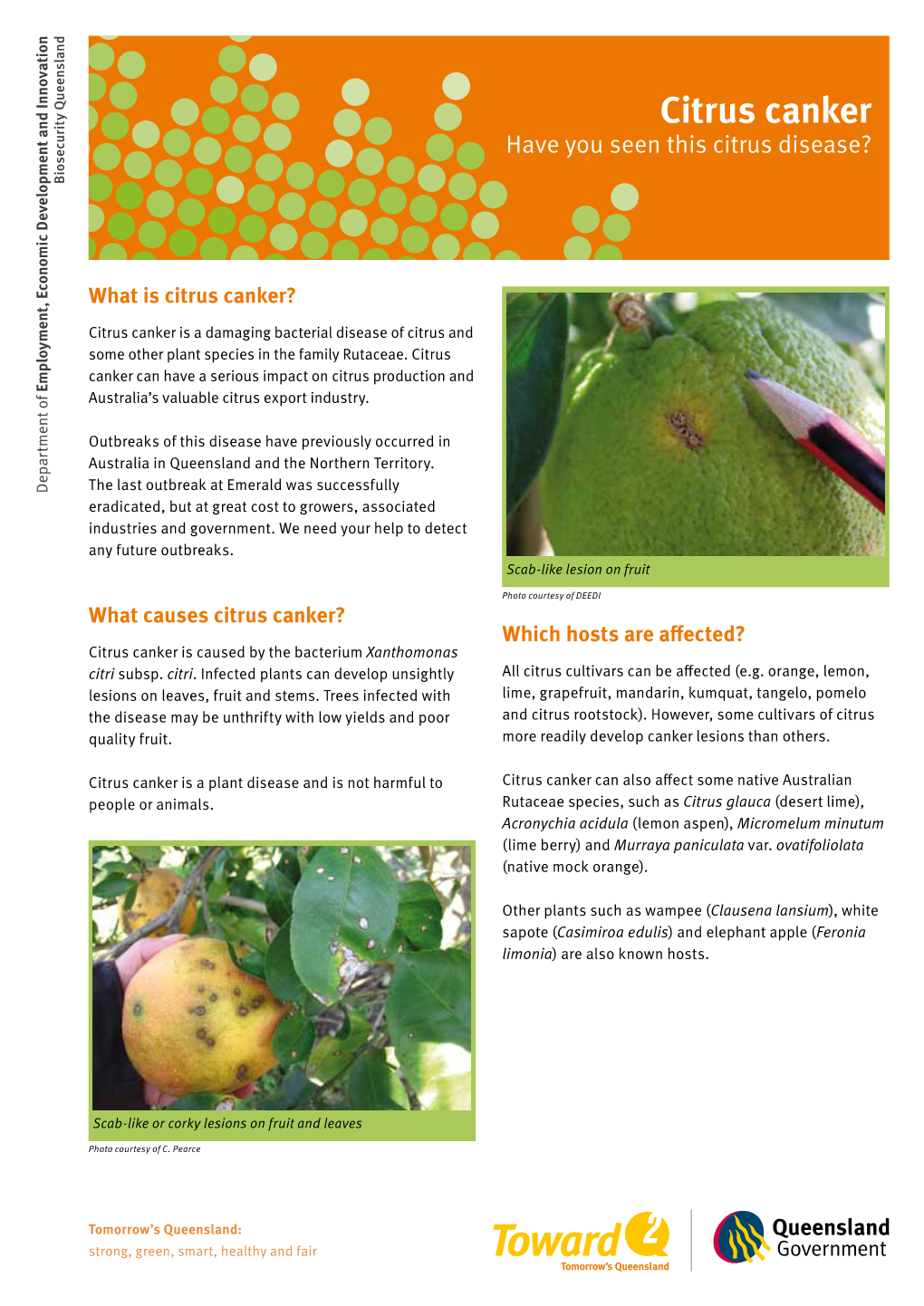 Citrus Canker Have You Seen This Citrus Disease? Biosecurity Queensland