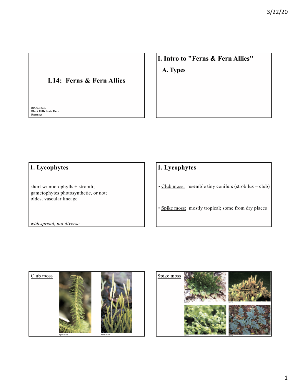 L14 Ferns & Allies (Lecture Slides)